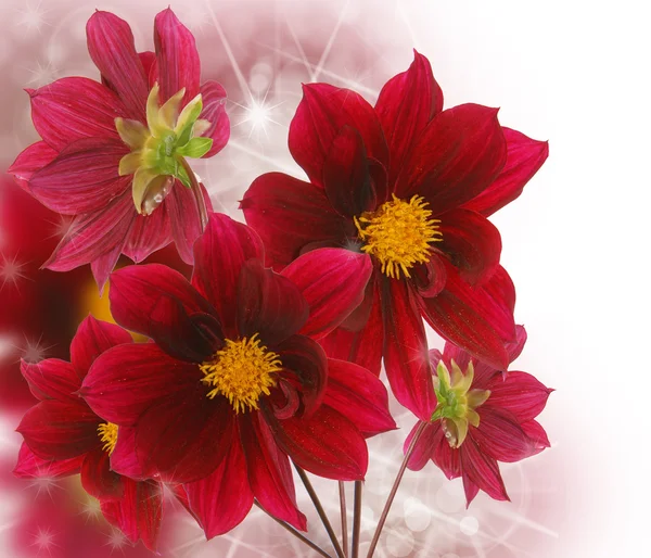 추상적인 흐림 배경 위에 꽃다발 꽃 — 스톡 사진