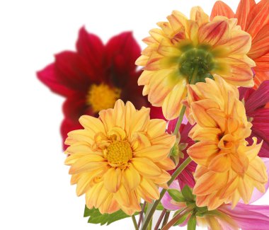 çiçek design.flower dekoratif arka plan