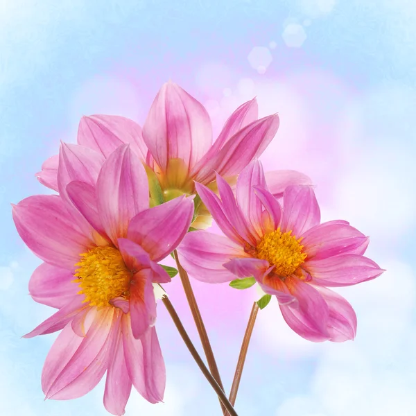 O belo design de flores — Fotografia de Stock