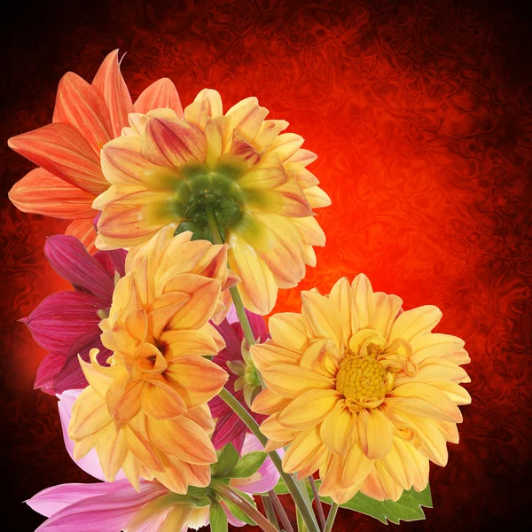 Dekorativní květina design — Stock fotografie