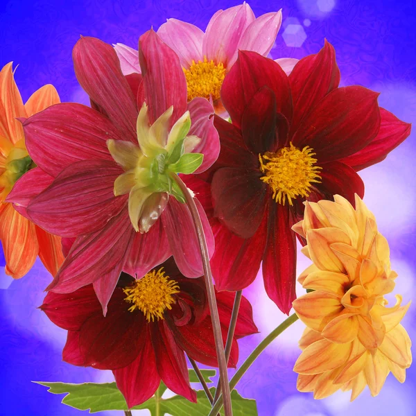 Das schöne Blumendesign — Stockfoto