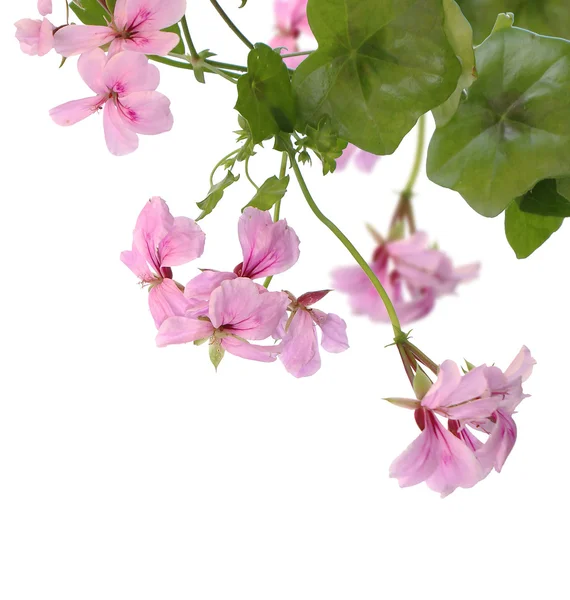 Dekorative rosafarbene Blüten — Stockfoto