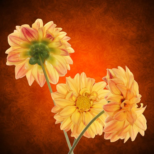 Ozdobné žluté květinovým motivem — Stock fotografie