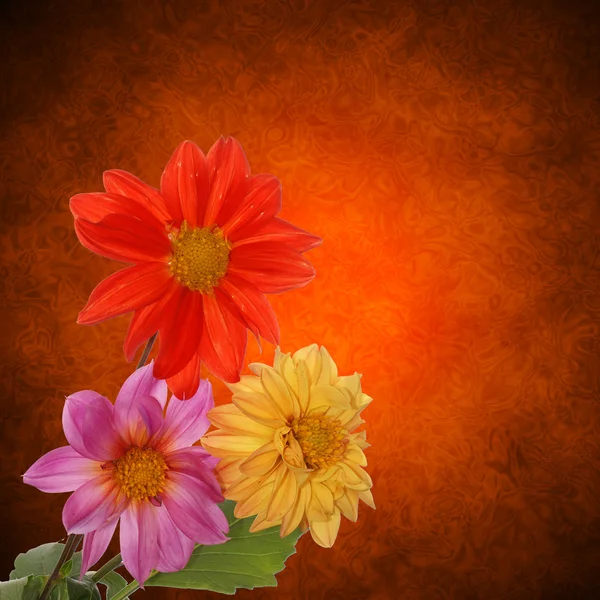 Decorative flower design — Stock Photo, Image