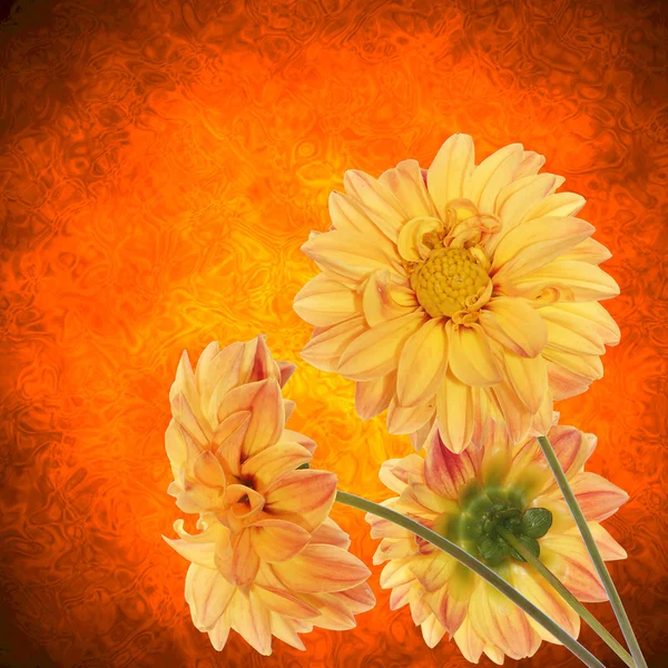 Flor decorativa amarela sobre fundo abstrato escuro — Fotografia de Stock