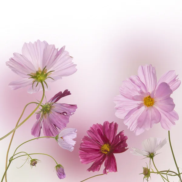 The beautiful flower design — Stock Photo, Image