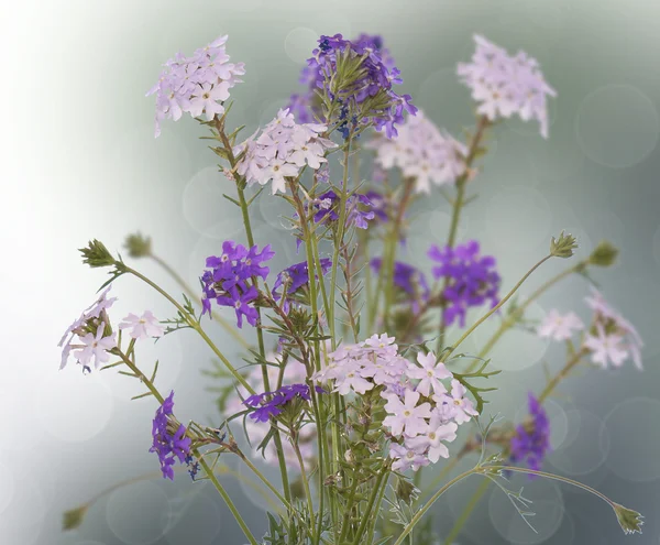 Design de flores — Fotografia de Stock