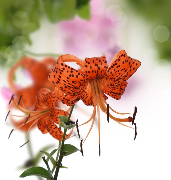 花のデザイン — ストック写真