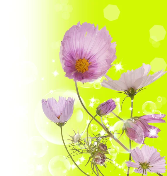 The decorative garden spring flowers — Stock Photo, Image