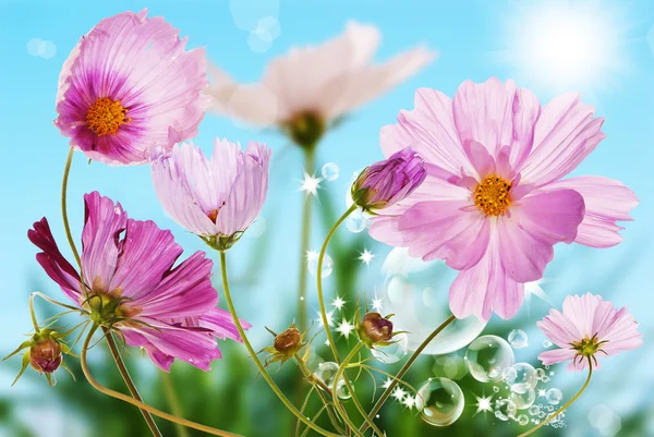 Flowers spring garden — Stock Photo, Image