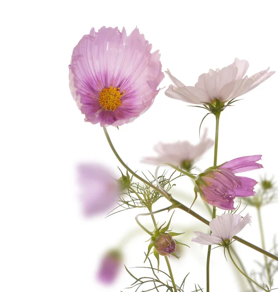 A dekoratív kerti nyári virágok — Stock Fotó