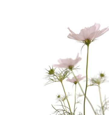 Dekoratif güzel pembe çiçek