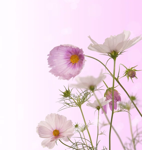 A szép tavaszi virágok kert — Stock Fotó