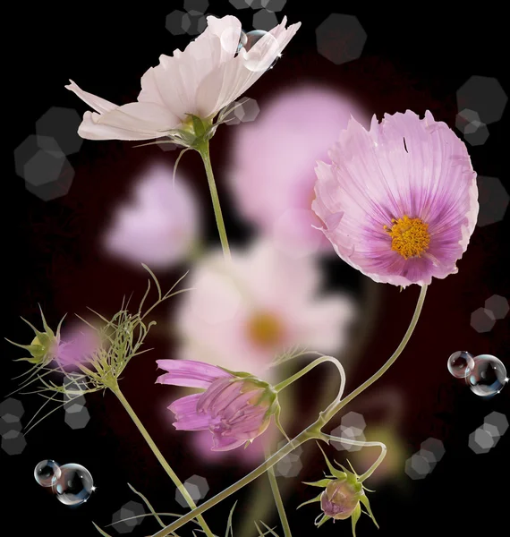 A szép tavaszi virágok kert — Stock Fotó