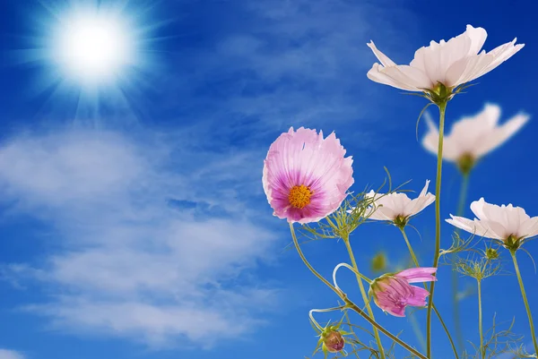 Piękne różowe kwiaty na niebieski niebo słoneczny tło — Zdjęcie stockowe