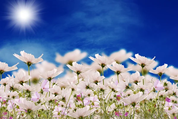 Natuur zomer landschap — Stockfoto