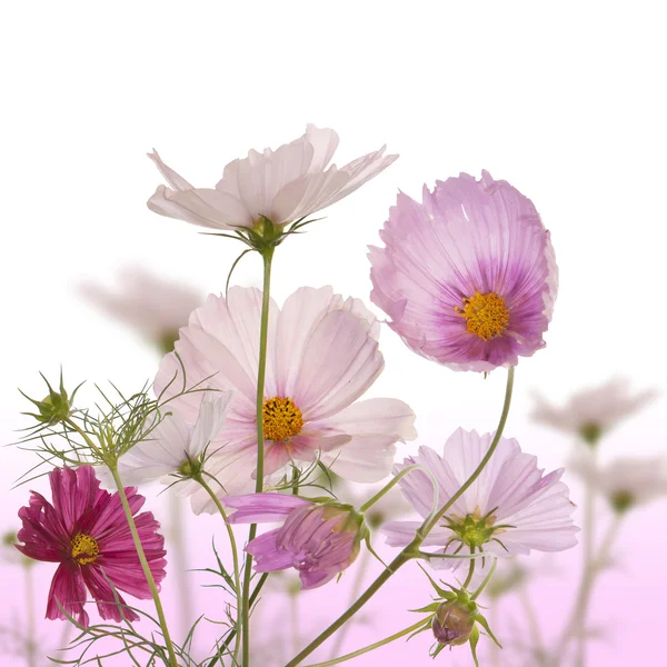 El jardín decorativo flores de primavera —  Fotos de Stock