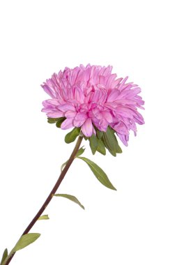 Beyaz arka plan üzerinde sonbahar çiçek