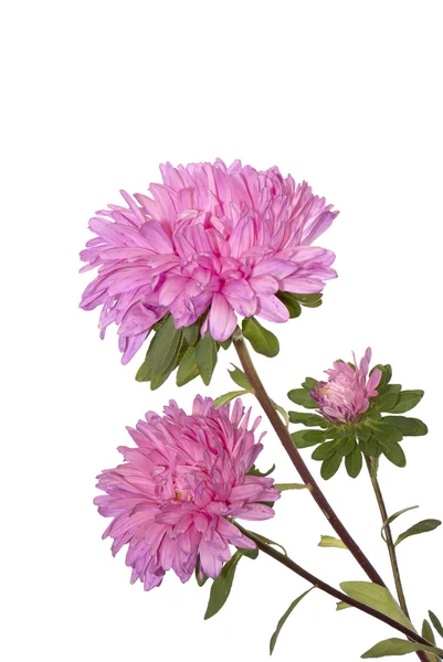 흰색 배경 위에을 꽃 디자인 — 스톡 사진