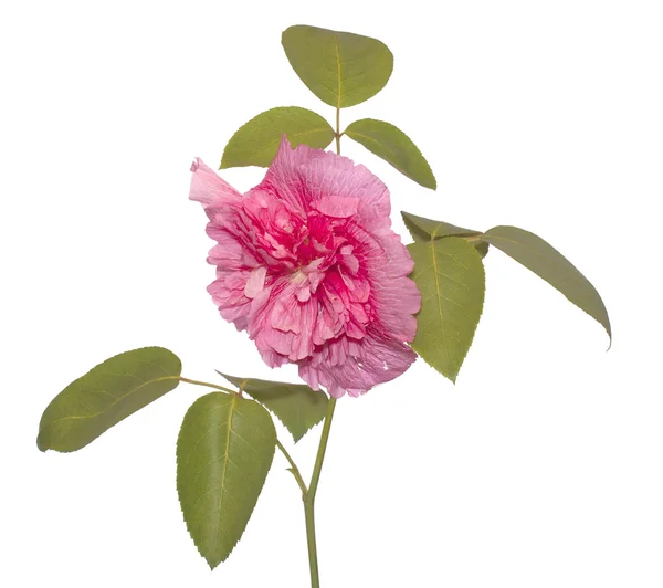 A rosa decorativa — Fotografia de Stock