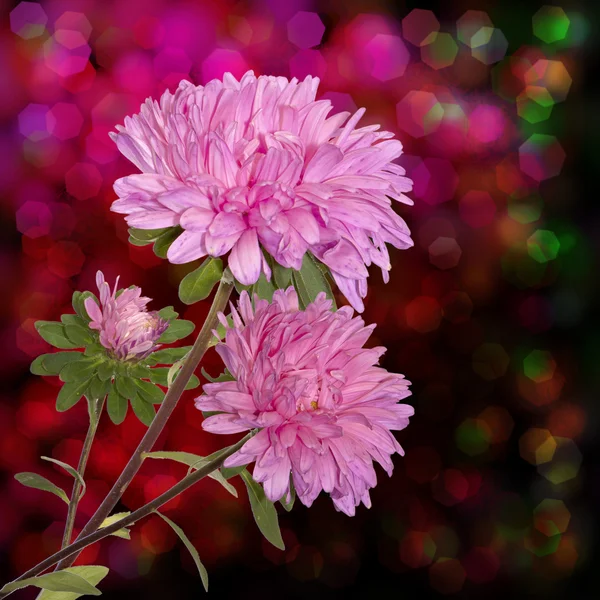 Flores de outono decorativas rosa — Fotografia de Stock