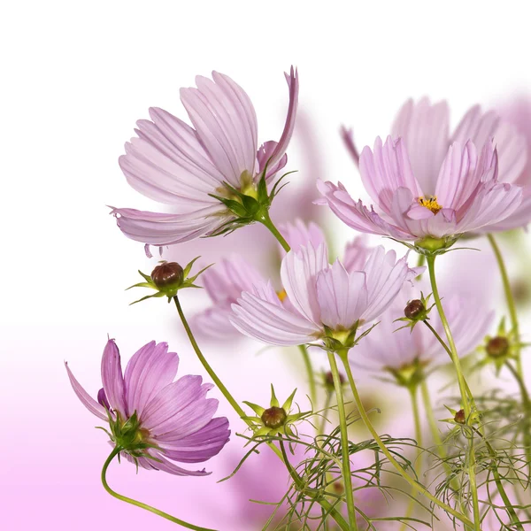 El jardín decorativo flores de otoño — Foto de Stock