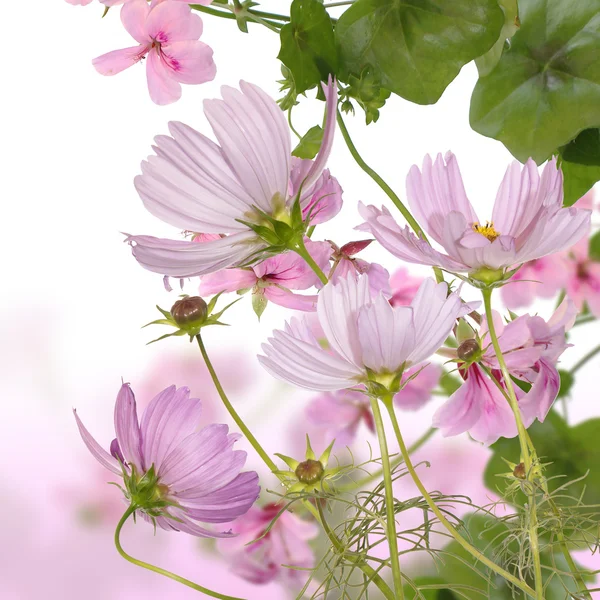 The decorative garden autumn flowers — Stock Photo, Image