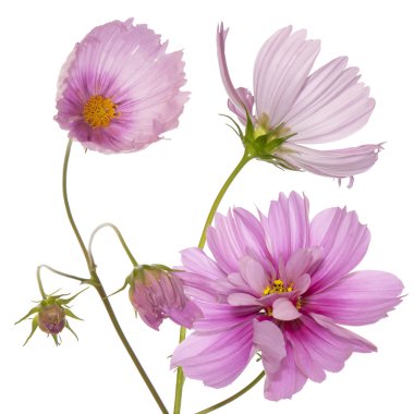 Dekoratif bahçe çiçekleri