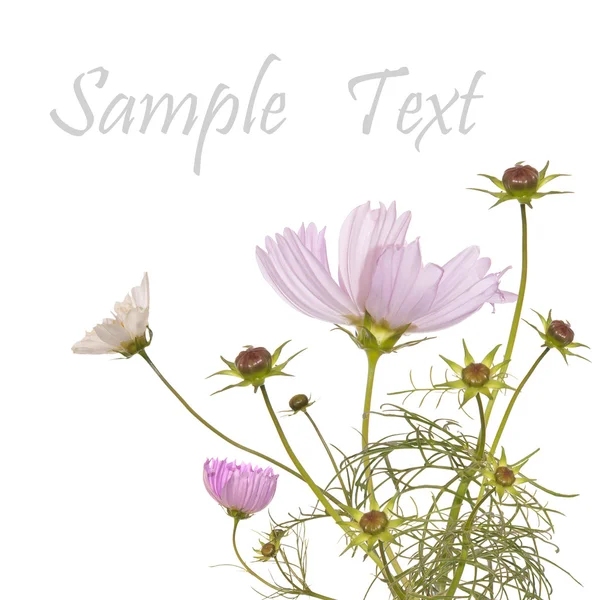 Schöne Gartenblumen auf weißem Hintergrund — Stockfoto