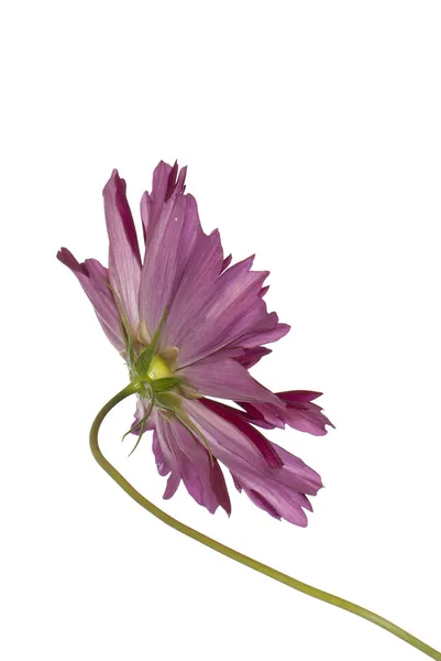 Decorative garden flower on a white background — Stock Photo, Image