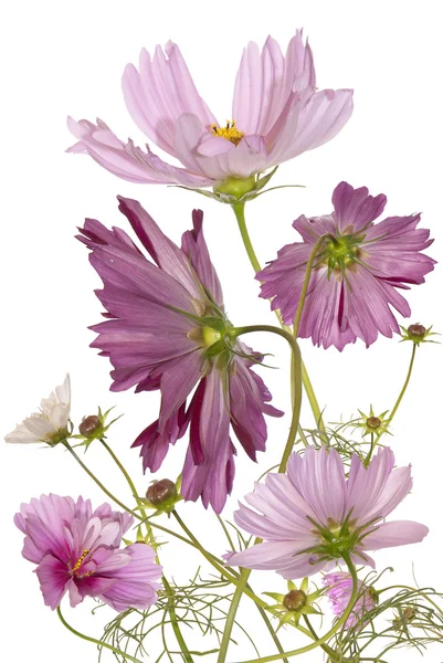 Hermosas flores de jardín sobre un fondo blanco — Foto de Stock