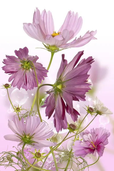 Vacker trädgård blommor. flora design — Stockfoto