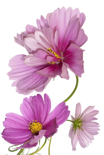 Decorative garden flowers — Stock Photo, Image