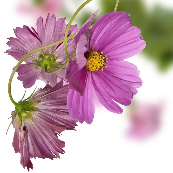 Dekorativní zahradní květiny — Stock fotografie