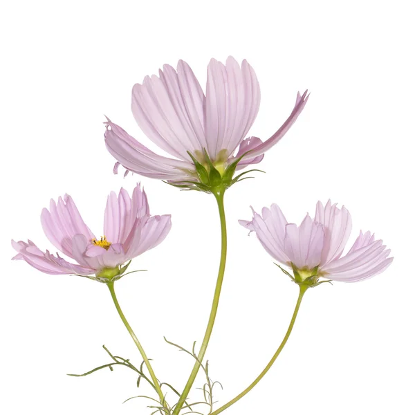 Dekorative Gartenblumen — Stockfoto