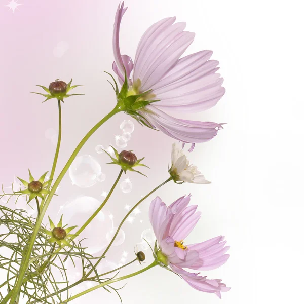 花园装饰暗粉色花 — 图库照片