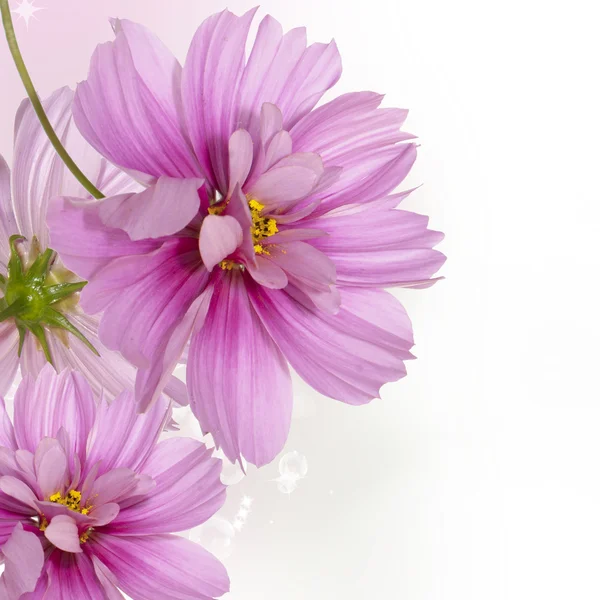 Trädgård dekorativa mörkt rosa blommor — Stockfoto