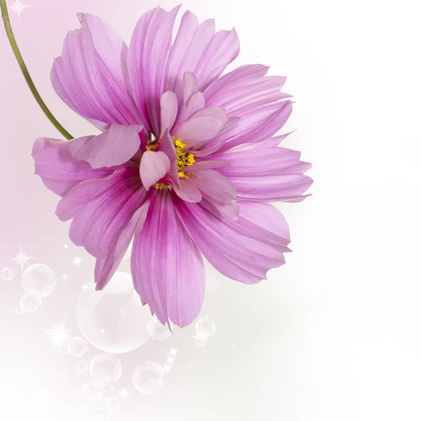 Садова декоративна темно-рожева квітка — стокове фото