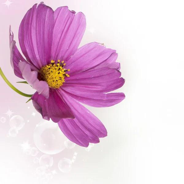 Kert dekoratív sötét rózsaszín virág — Stock Fotó