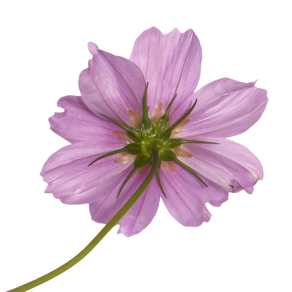 装饰漂亮的粉色花 — 图库照片