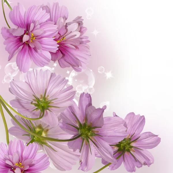 Borda decorativa flor — Fotografia de Stock