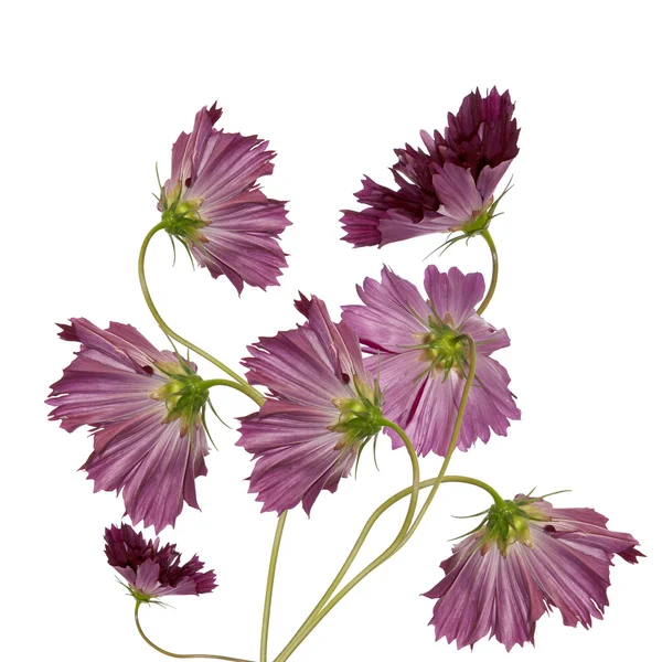 Dekorativ schöne dunkelrosa Blüten — Stockfoto