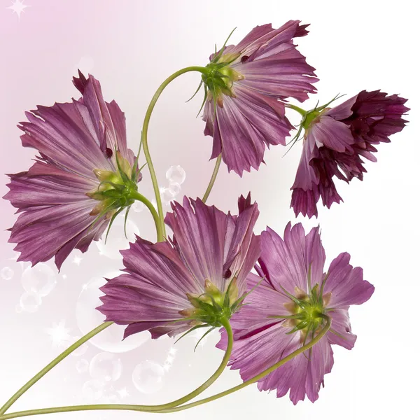 Decorative beautiful dark pink flowers — Stock Photo, Image