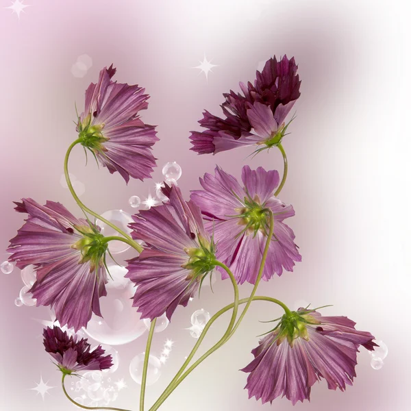 Dekorativní krásné tmavě růžové květy — Stock fotografie