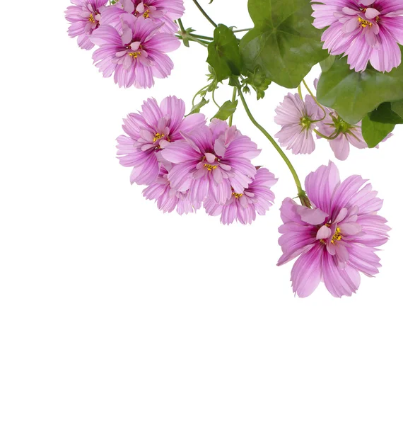 सजावटी सुंदर अंधेरे गुलाबी फूल — स्टॉक फ़ोटो, इमेज