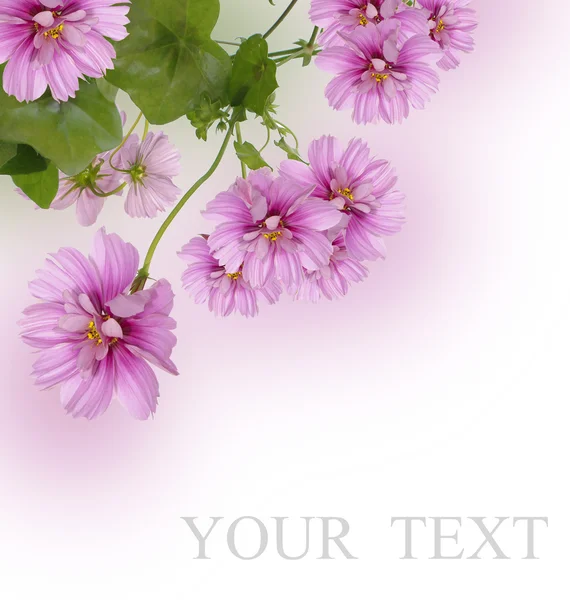 Decorative beautiful dark pink flowers — Stock Photo, Image