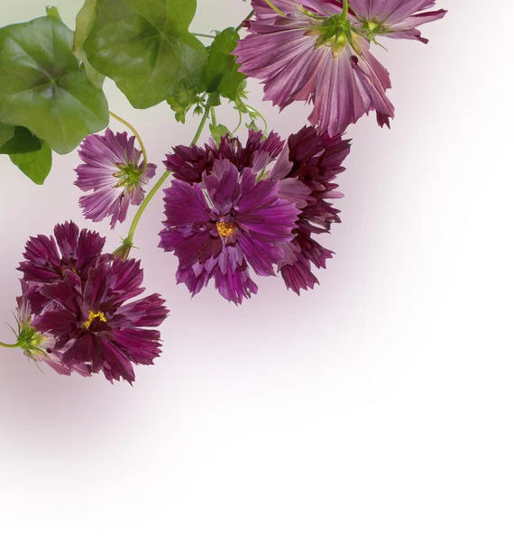 Decorative beautiful dark pink flowers — Stock Photo, Image