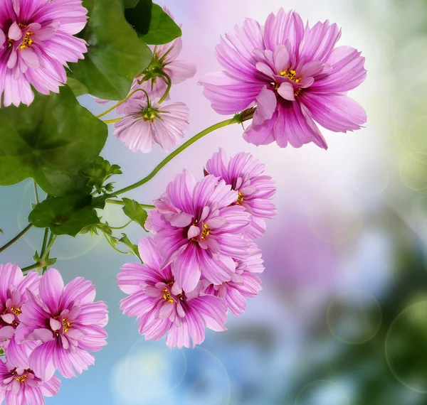The summer beautiful flowers border — Stock Photo, Image