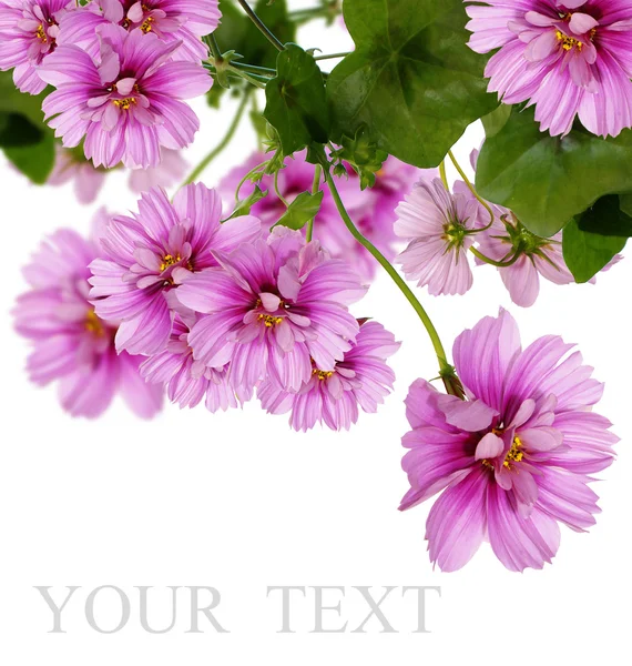 Decorative beautiful dark pink flowers — Stock Photo, Image