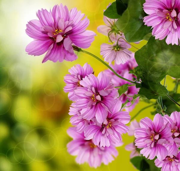 Návrh dekorativní letní květiny — Stock fotografie
